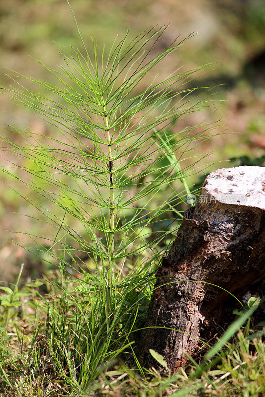 花园中入侵的马尾草(Equisetum arvense)图像